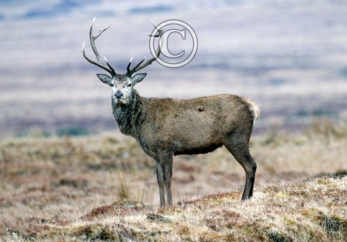 Red Stag  Islay  3  2010